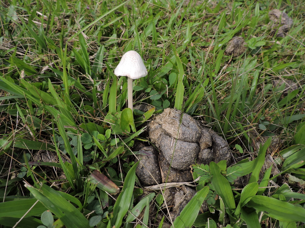 Panaeolus antillarum · April 2024 · photo: © bariza (iNaturalist, cc-by)