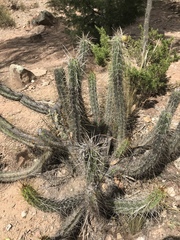 Corryocactus melanotrichus