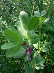Vicia serratifolia