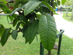 Garcinia prainiana