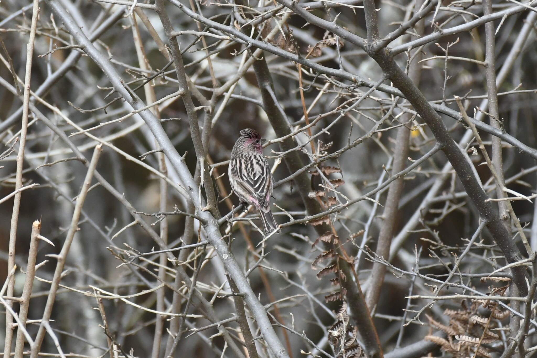 Himalayan Beautiful Rosefinch (Carpodacus pulcherrimus), photo 5