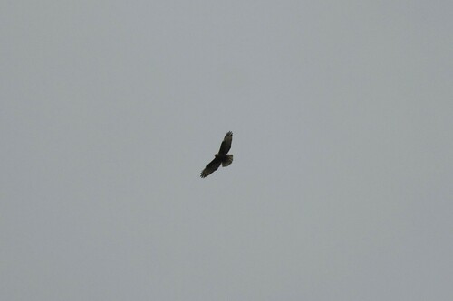 Himalayan Buzzard (Buteo refectus), photo 8