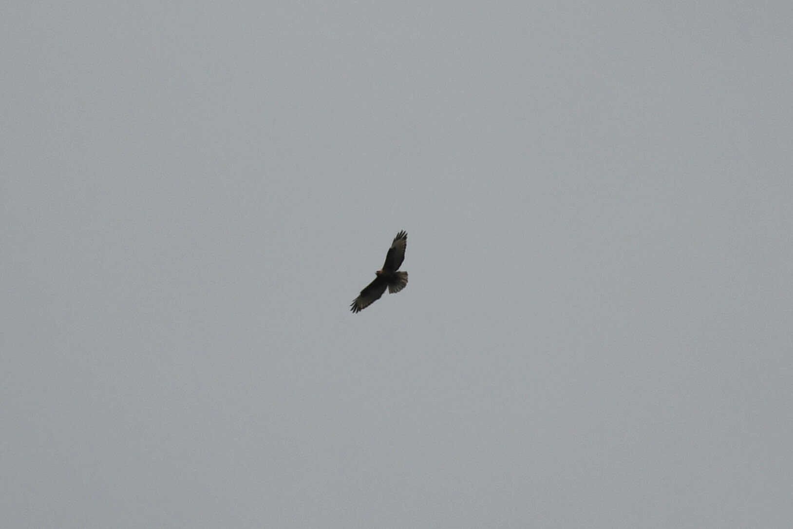 Himalayan Buzzard (Buteo refectus), photo 9