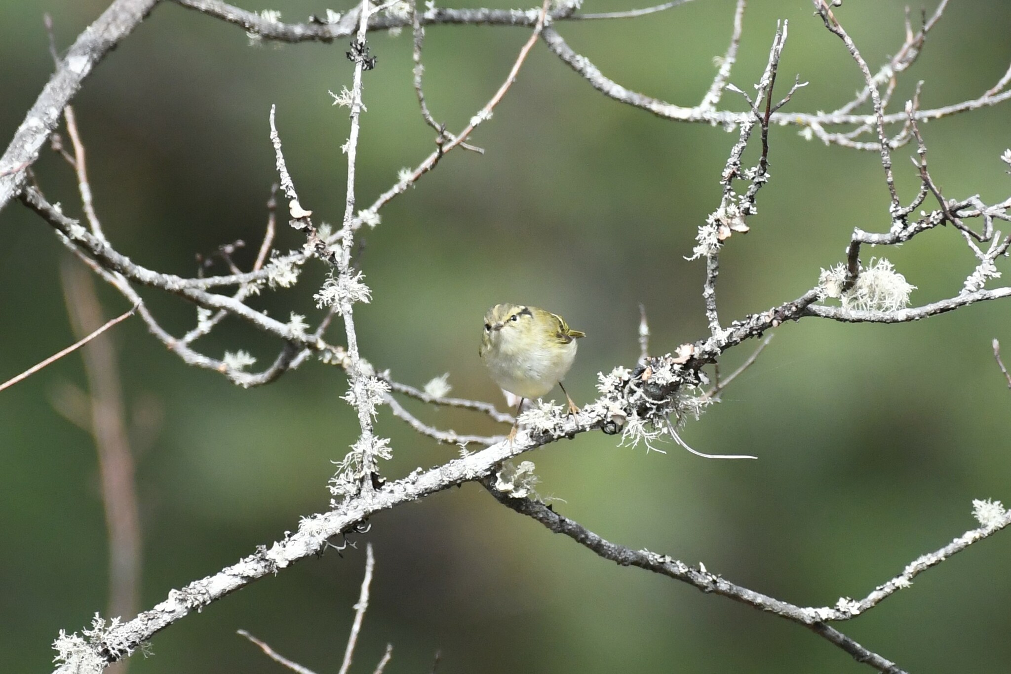 Lemon-rumped Warbler (Phylloscopus chloronotus), photo 2