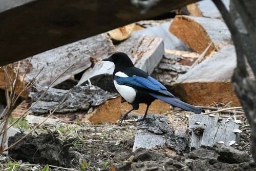 Black-rumped Magpie (Pica bottanensis), photo 3
