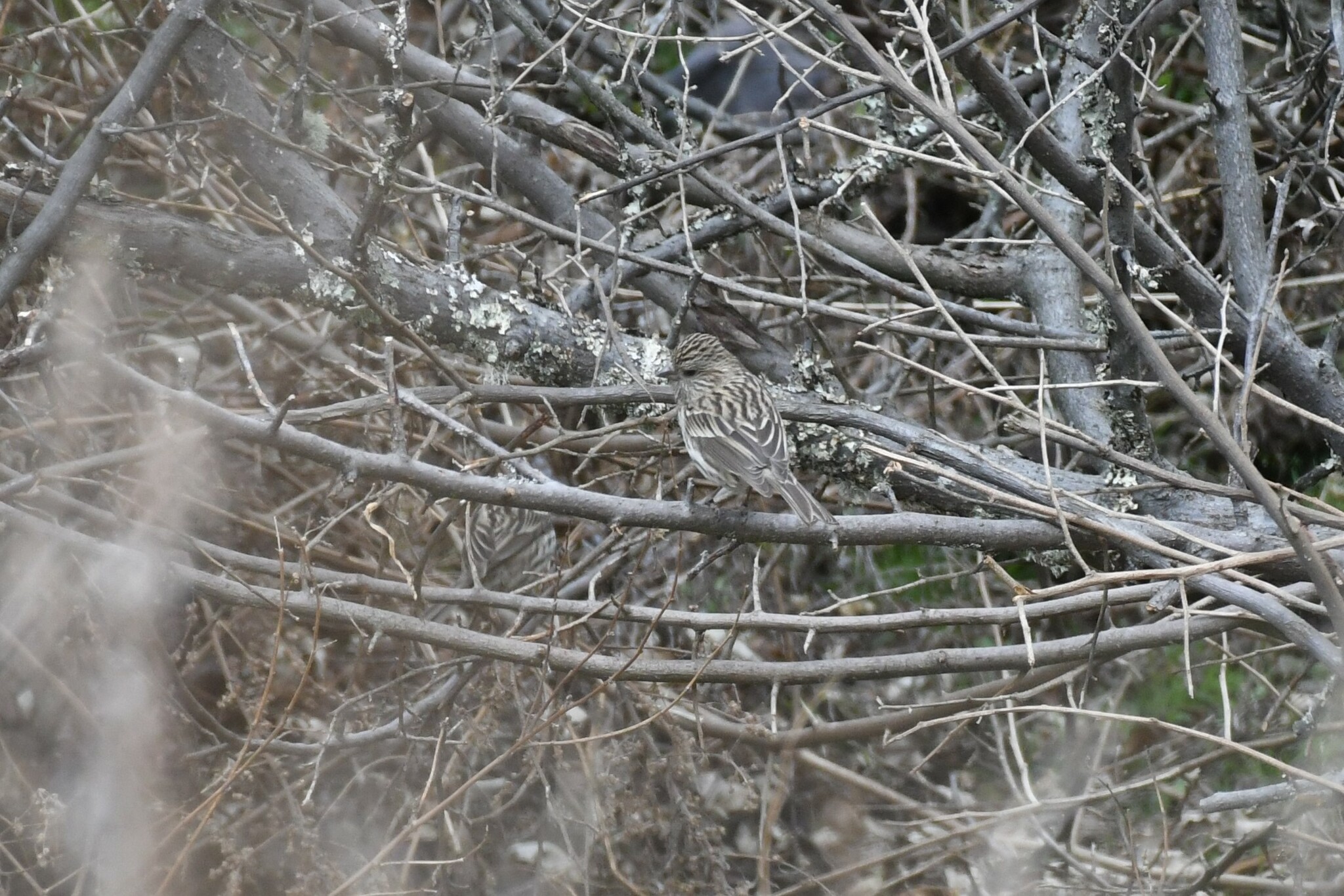 Himalayan Beautiful Rosefinch (Carpodacus pulcherrimus), photo 2