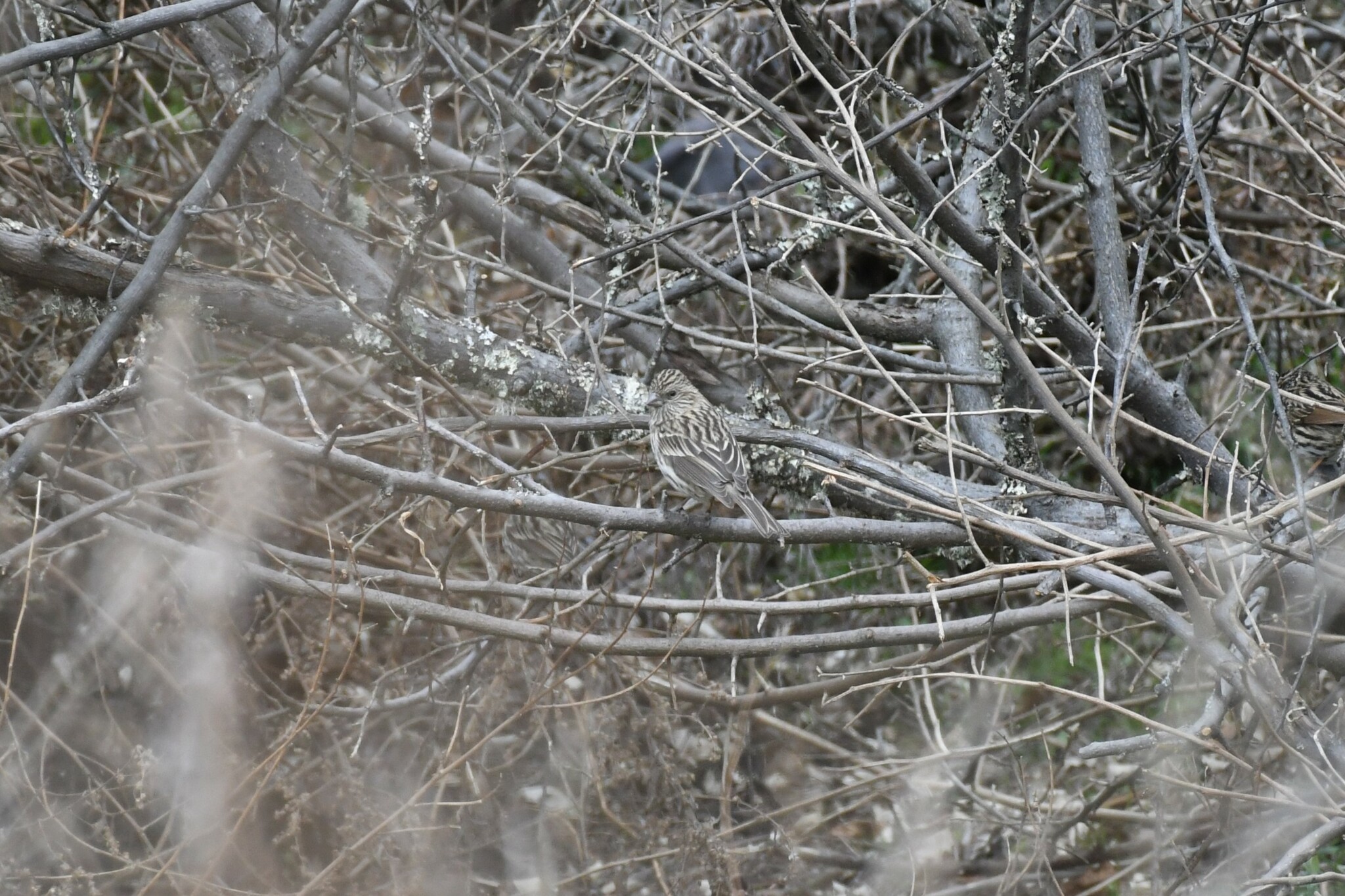 Himalayan Beautiful Rosefinch (Carpodacus pulcherrimus), photo 3