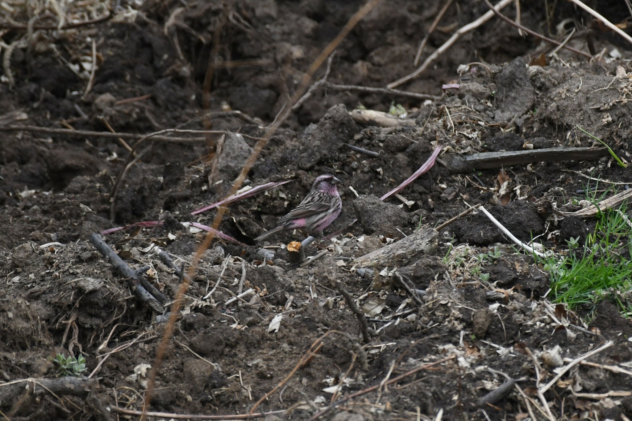 Himalayan Beautiful Rosefinch (Carpodacus pulcherrimus), photo 4