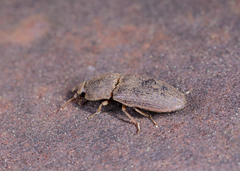 Agrypnus rectangularis