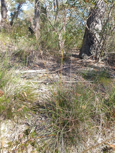 Schoenus villosus, 2024-04-26