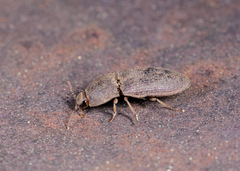 Agrypnus rectangularis