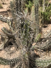 Corryocactus melanotrichus