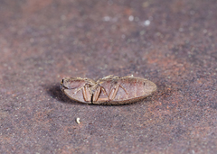 Agrypnus rectangularis