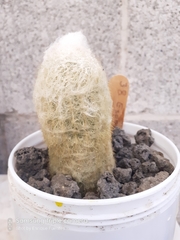 Espostoa lanata
