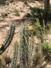 Corryocactus melanotrichus