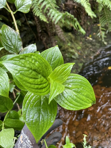Kadua cordata observed 2024-04-24