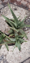Aloe
