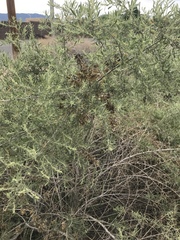Atriplex canescens