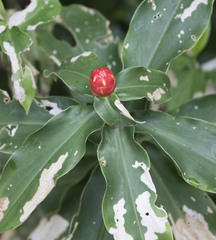 Costus woodsonii image