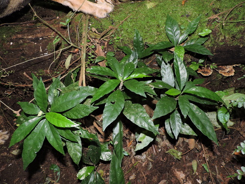 Dorstenia carautae
