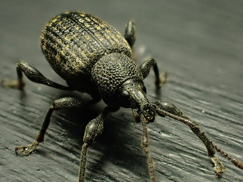 Black vine weevil