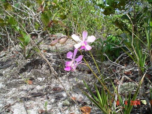 Encyclia dichroma, photograph 1