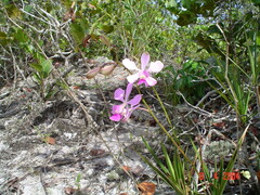 Encyclia dichroma, photograph (c) Issao Shinobe, some rights reserved (CC BY)