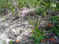 Encyclia dichroma