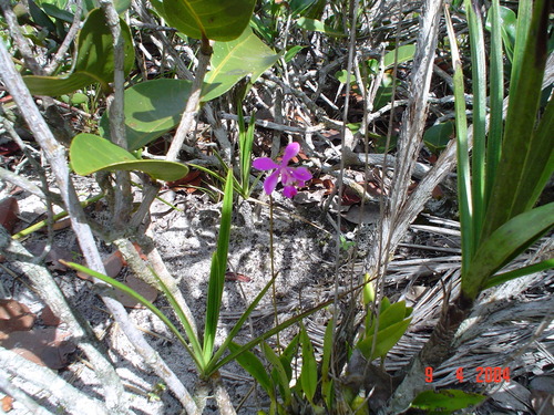 Encyclia dichroma, photograph 2