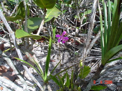 Encyclia dichroma, photograph (c) Issao Shinobe, some rights reserved (CC BY)
