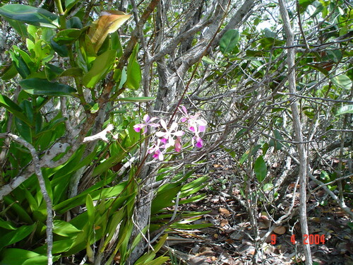 Encyclia dichroma, photograph 3