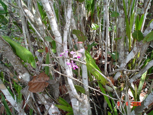 Encyclia dichroma, photograph 4