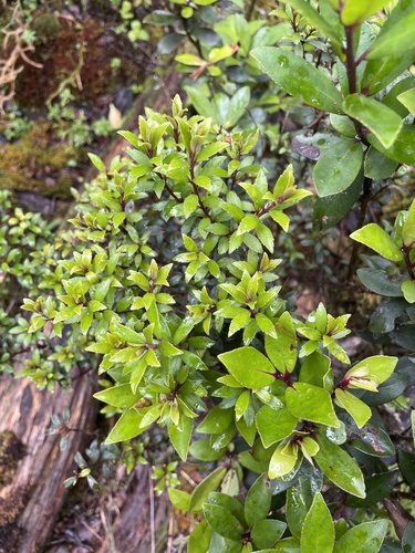 Myrsine denticulata observed 2024-04-23