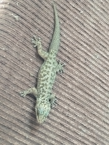 Phyllodactylus saxatilis