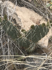 Opuntia