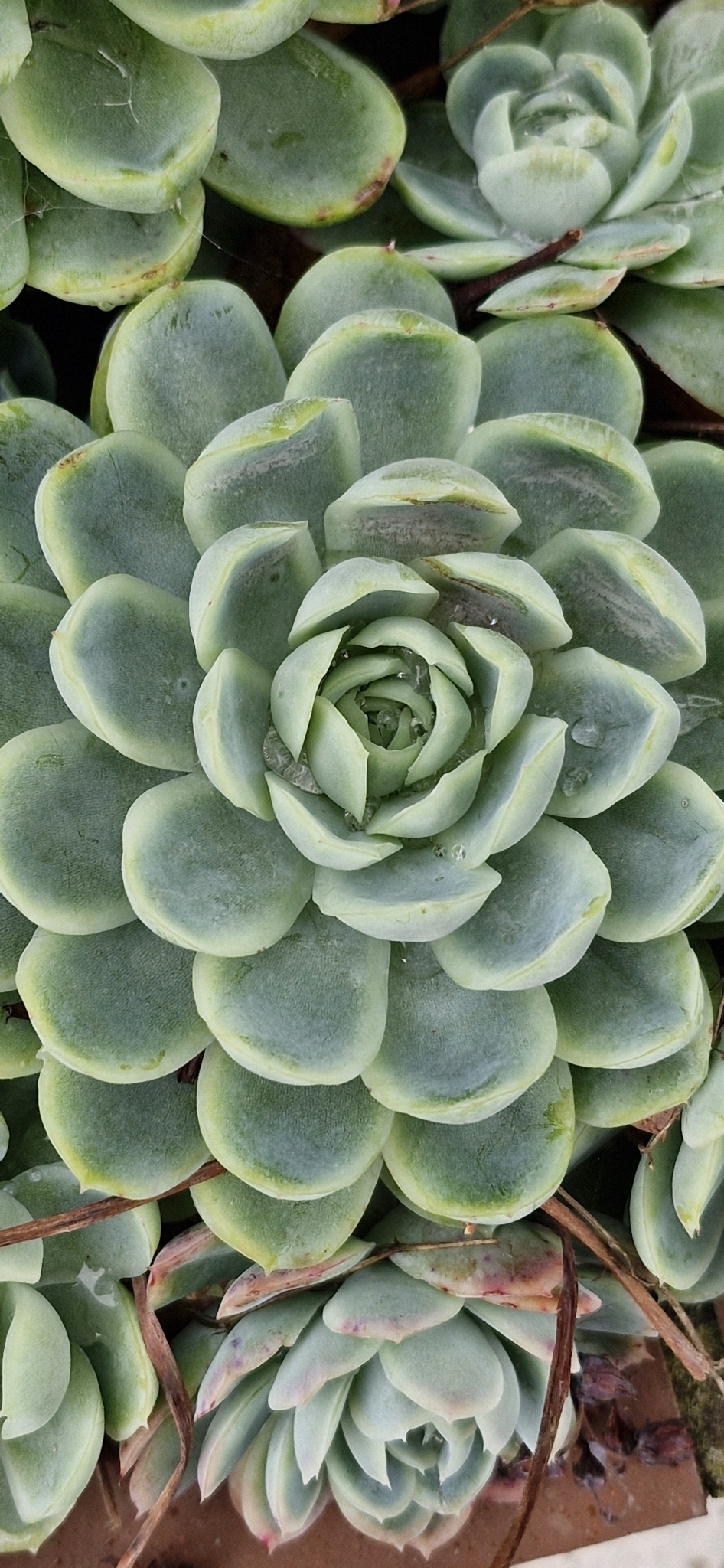 Imagem de Rosa-de-pedra