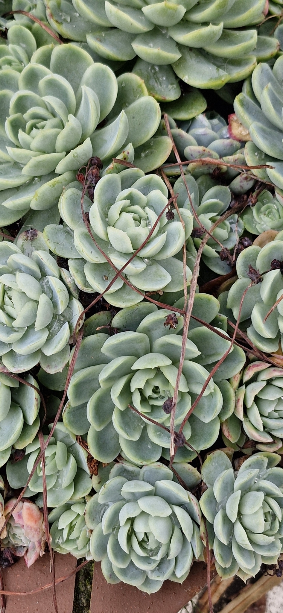 Imagem de Rosa-de-pedra