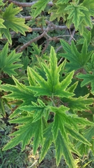 Pelargonium citronellum