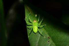 Gnathopalystes taiwanensis