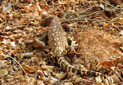 Heloderma horridum