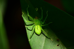 Gnathopalystes taiwanensis
