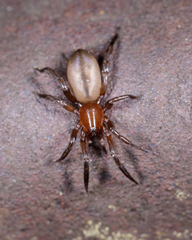 Drassyllus