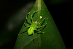 Gnathopalystes taiwanensis
