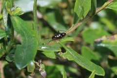 Teleorhinus