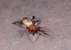 Drassyllus