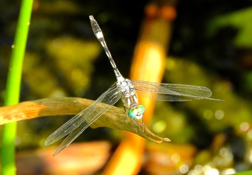 Thornbush Dasher photo 3