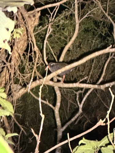 Okinawa Rail (Gallirallus okinawae), photo 6