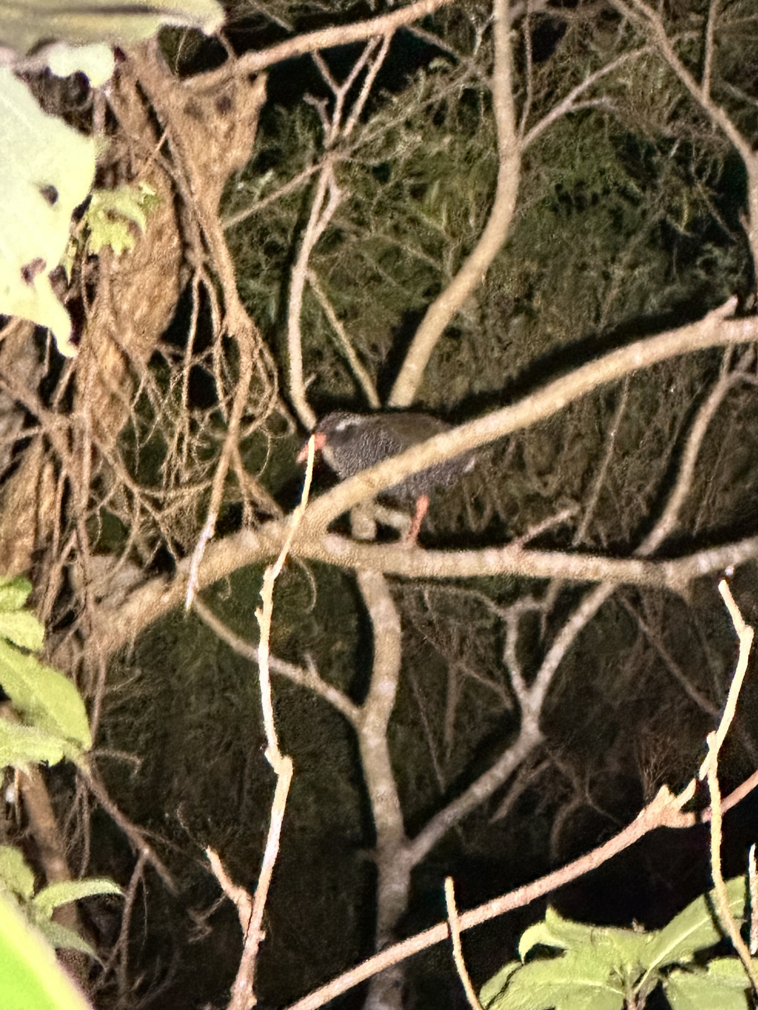 Okinawa Rail (Gallirallus okinawae), photo 4