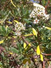 Escallonia resinosa