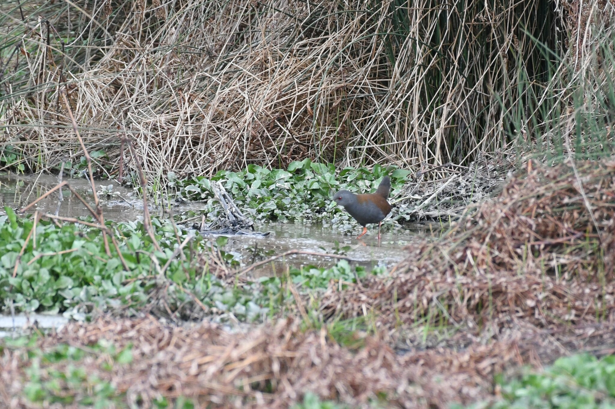 Black-tailed Crake
